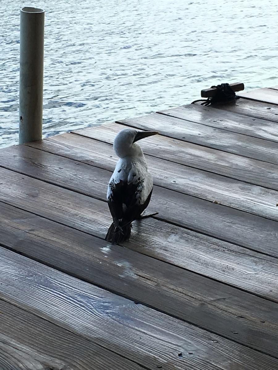 Masked Booby - ML185613111