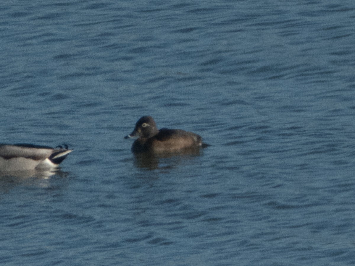 Ring-necked Duck - ML185613421