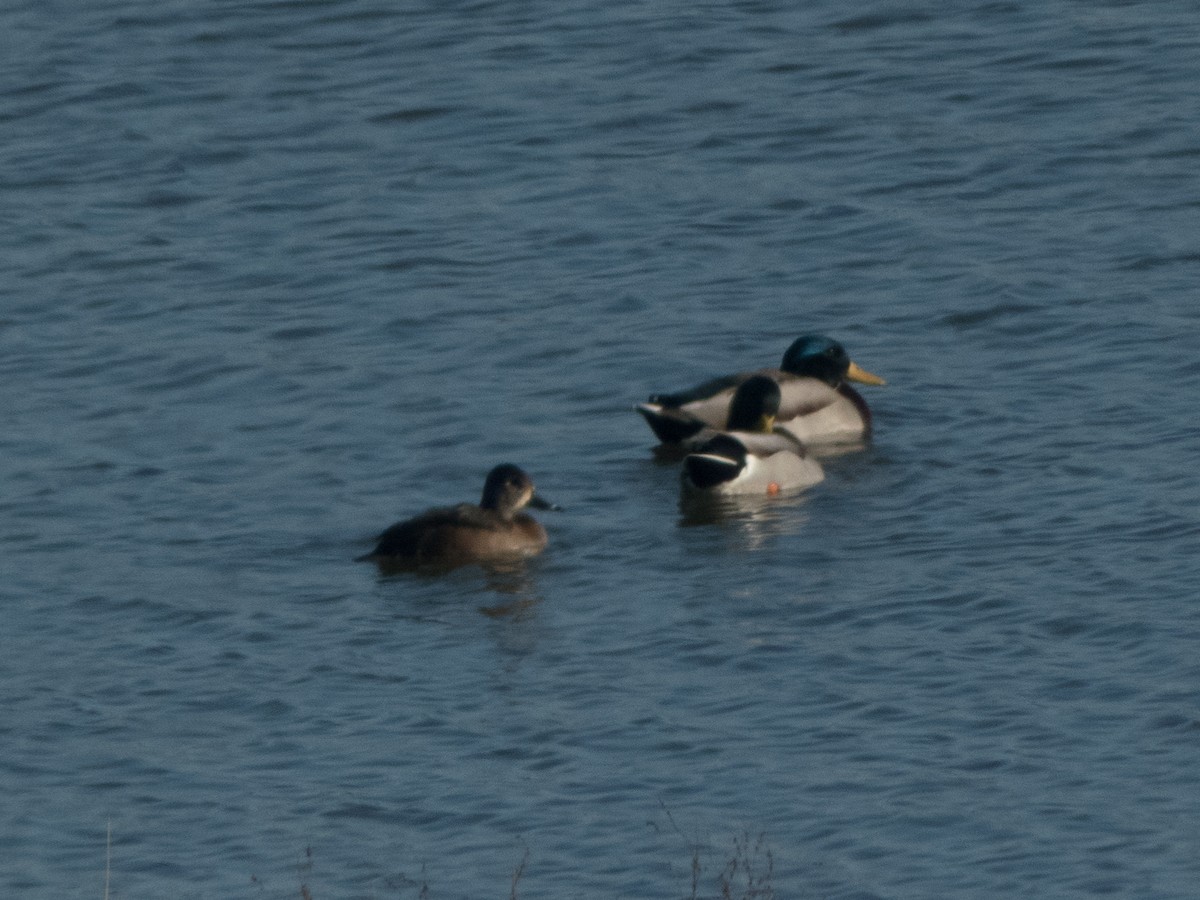 Ring-necked Duck - ML185613431