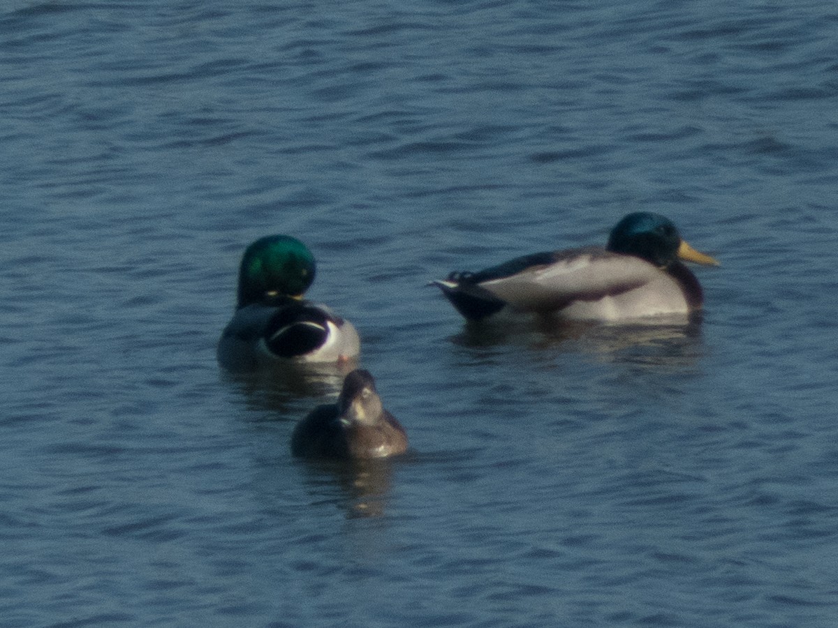 Ring-necked Duck - ML185613461