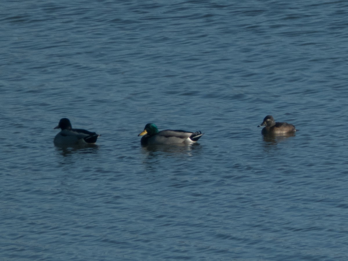 Ring-necked Duck - ML185613481