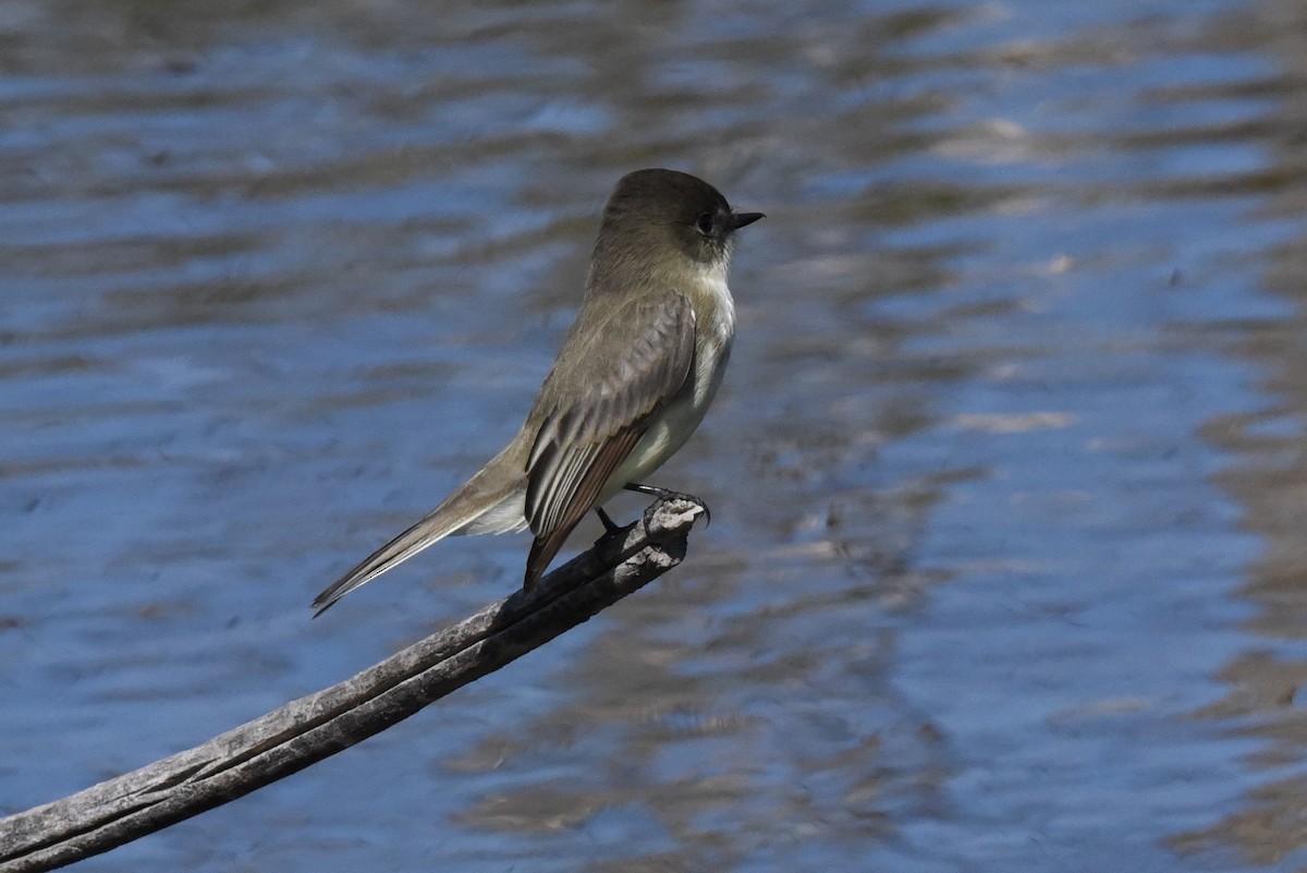 Eastern Phoebe - John Morris