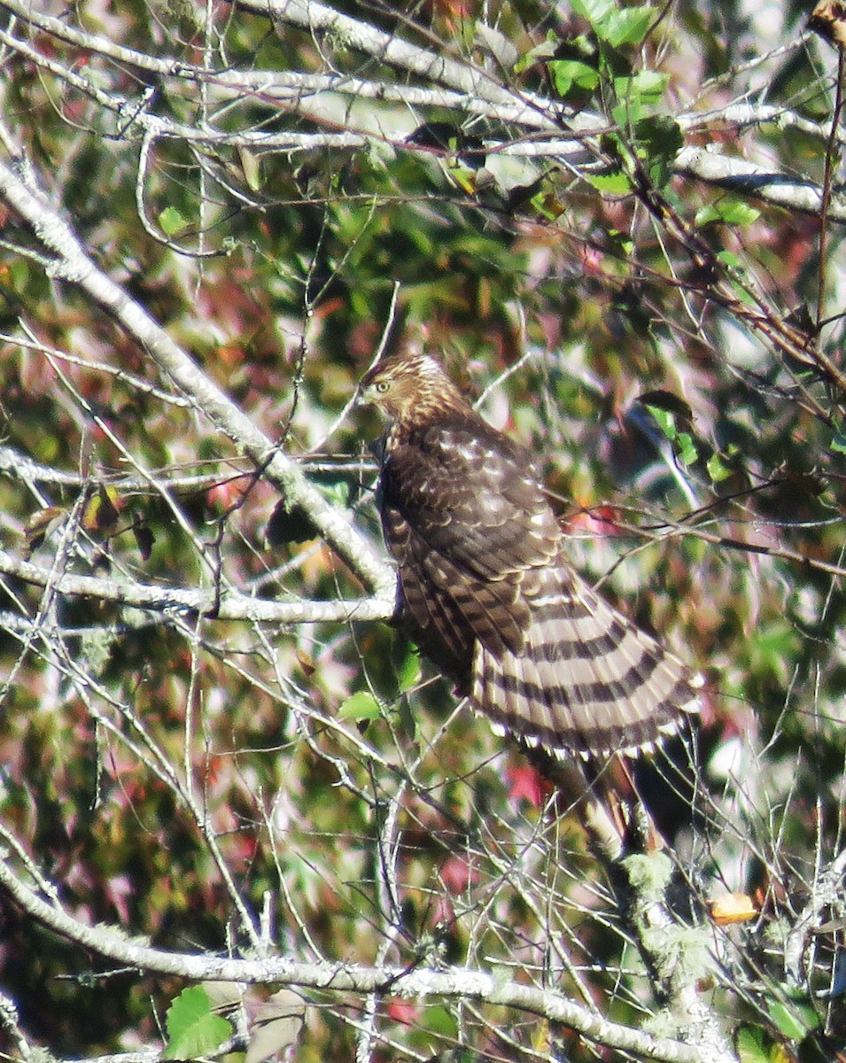 Cooper's Hawk - ML185615381
