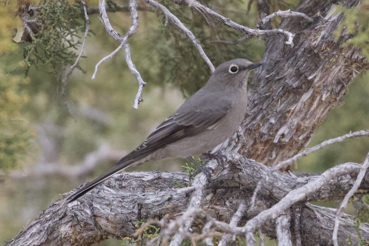 Townsend's Solitaire - ML185618581