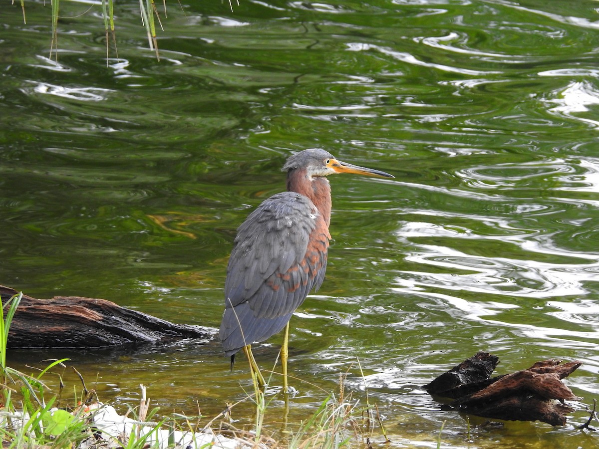 Tricolored Heron - Joe and Liz Dunkleman