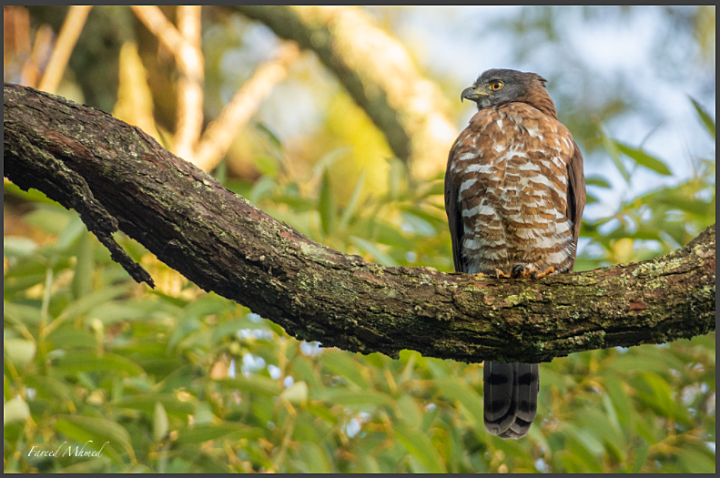 Crested Goshawk - ML185621891