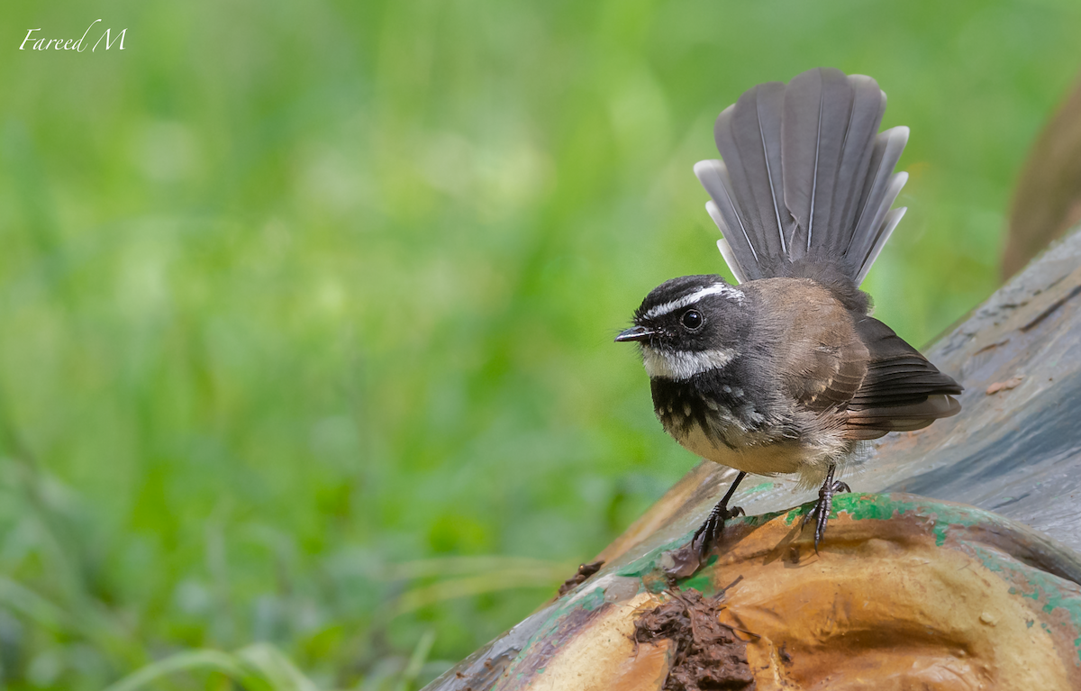 Spot-breasted Fantail - ML185622601