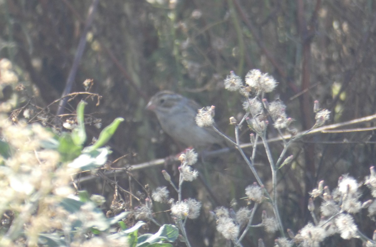 Clay-colored Sparrow - ML185622711