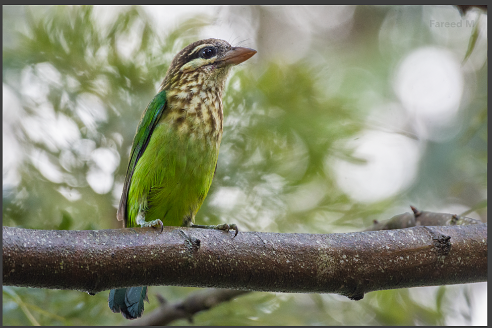 White-cheeked Barbet - ML185624011