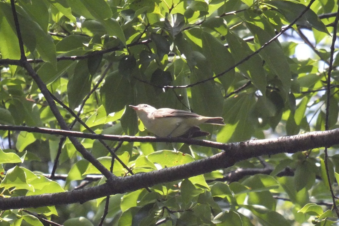 Warbling Vireo - ML185624271