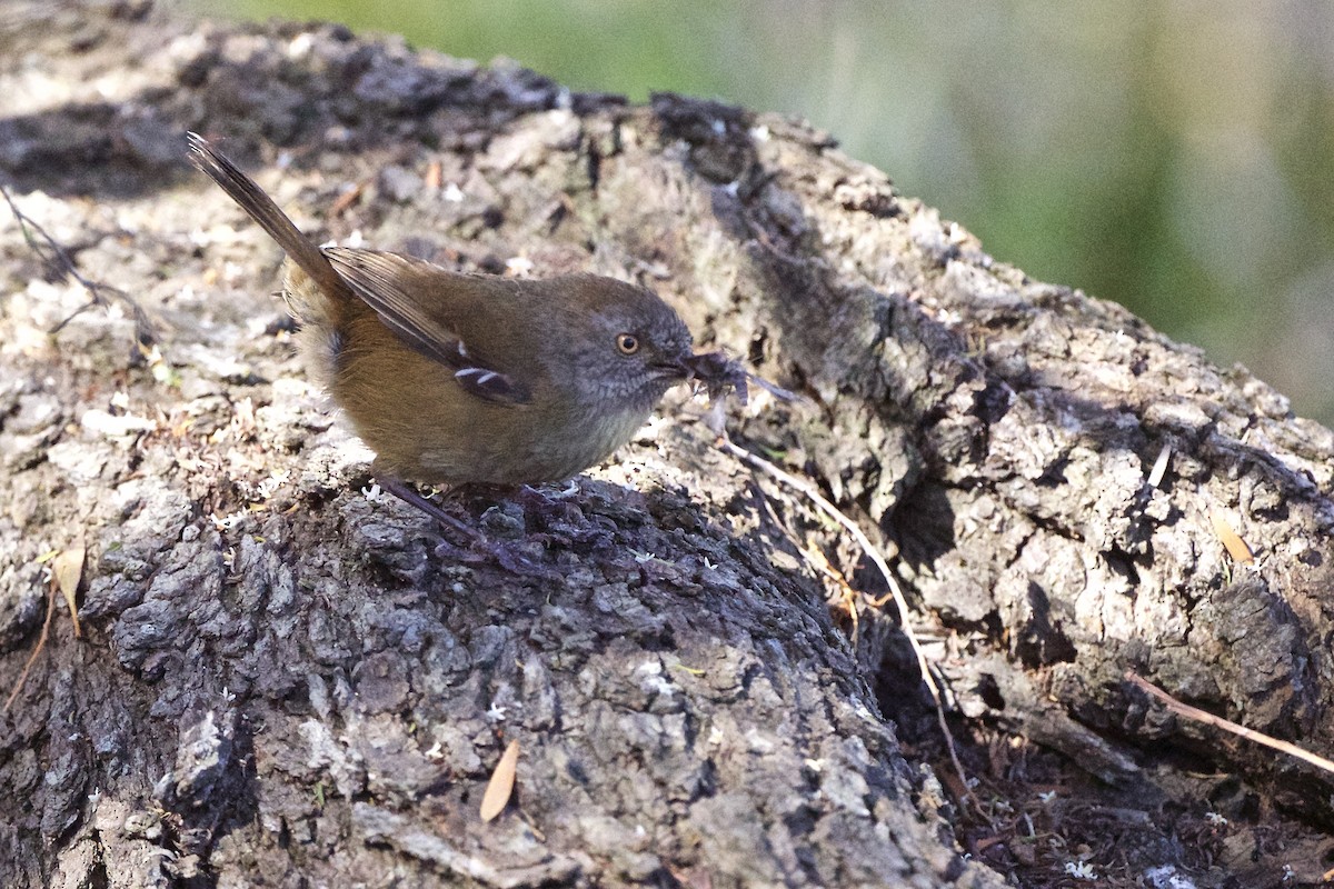 Tasmanian Scrubwren - Gerald Friesen