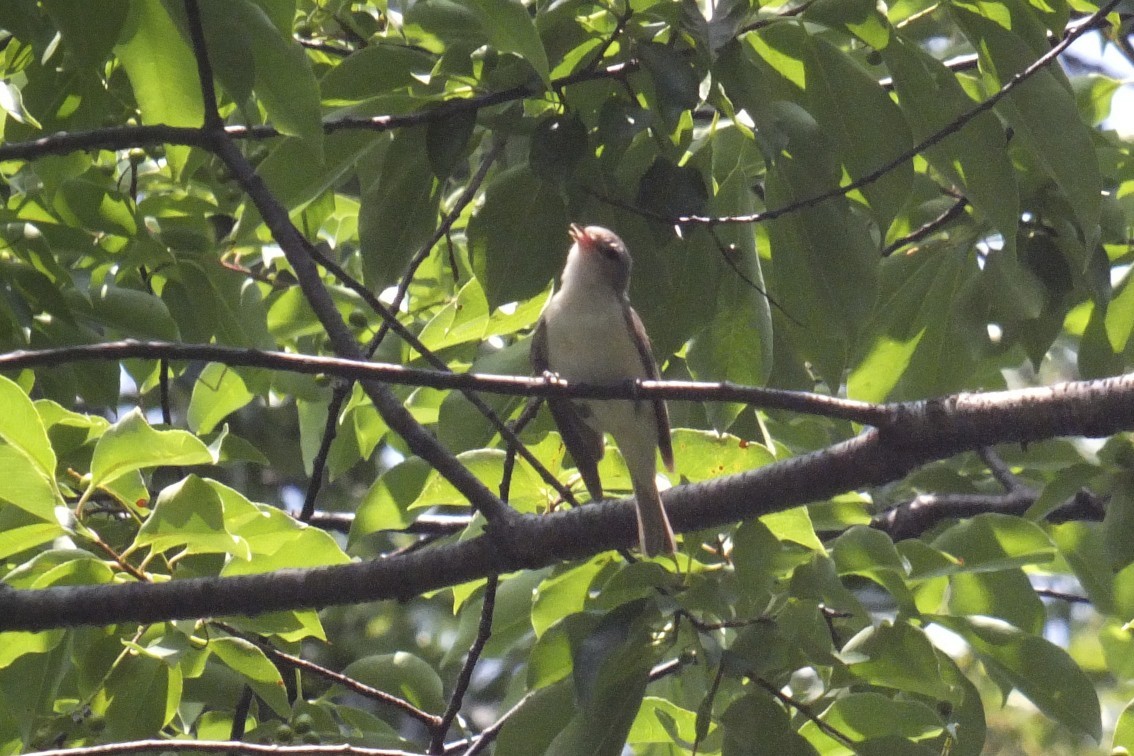 Warbling Vireo - ML185624331