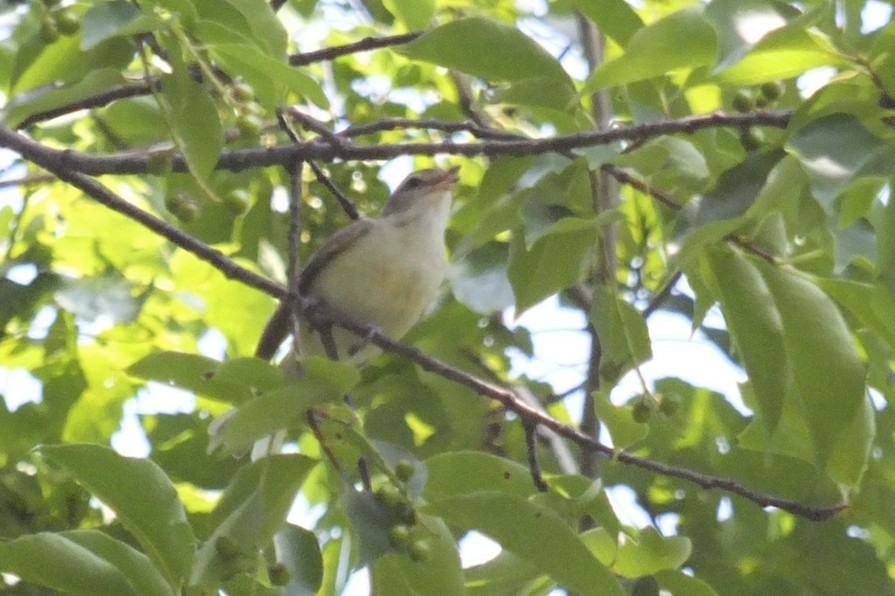 Warbling Vireo - ML185624341