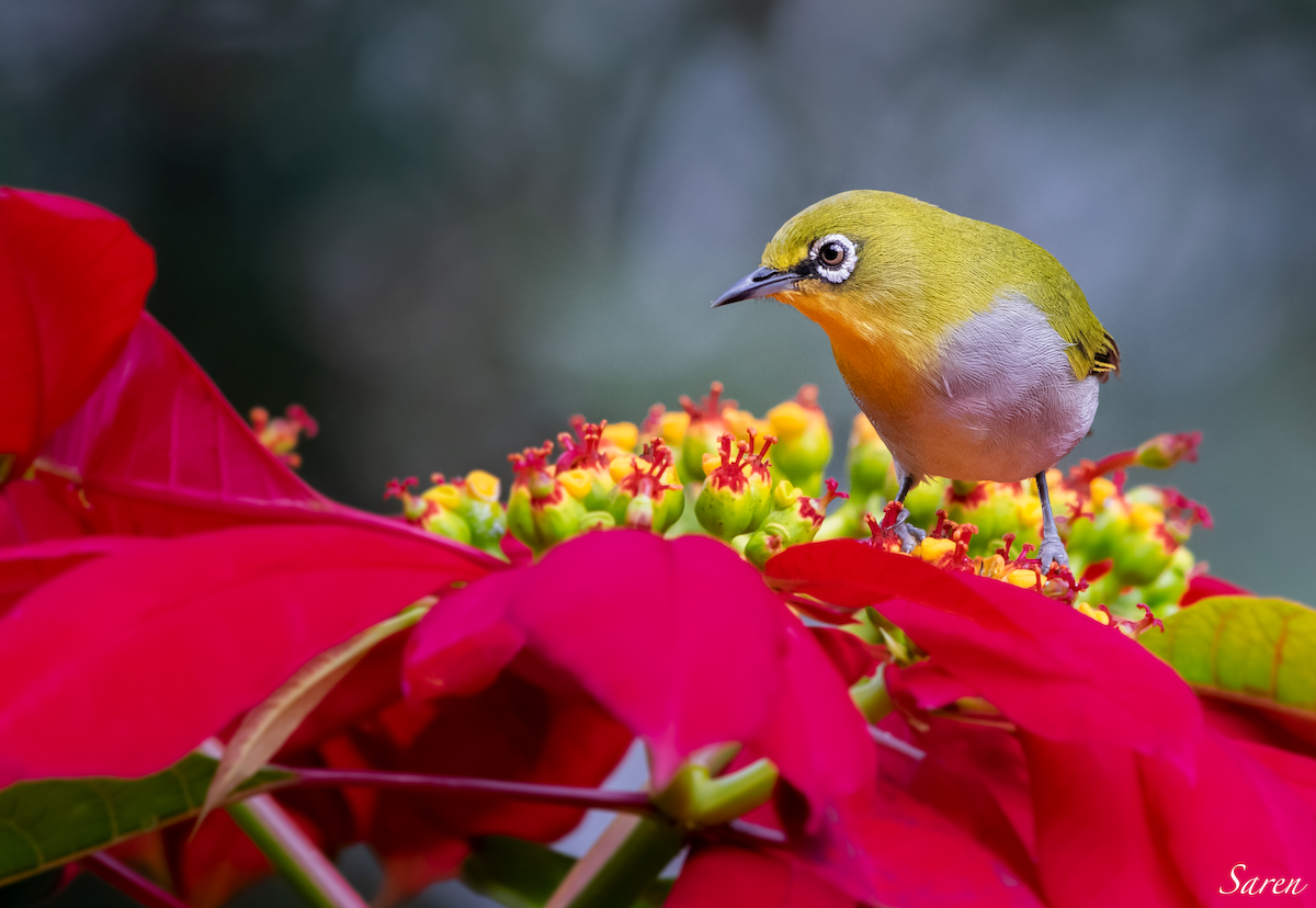 Indian White-eye - ML185624701