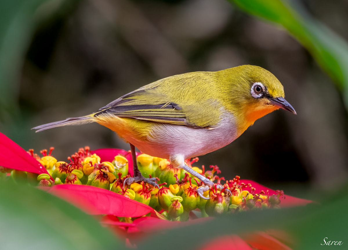 Indian White-eye - ML185624821