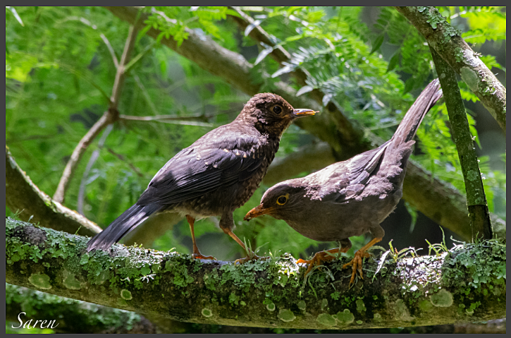 Indian Blackbird - ML185625671