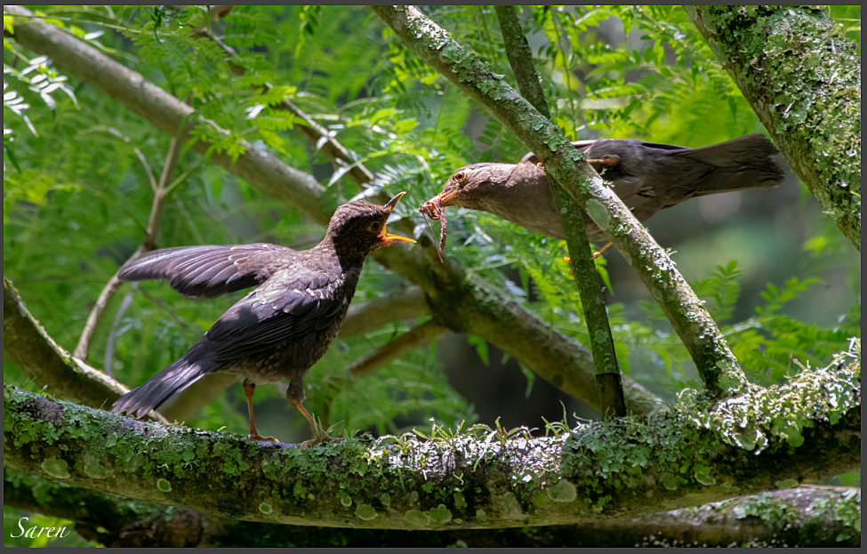 Indian Blackbird - ML185625681