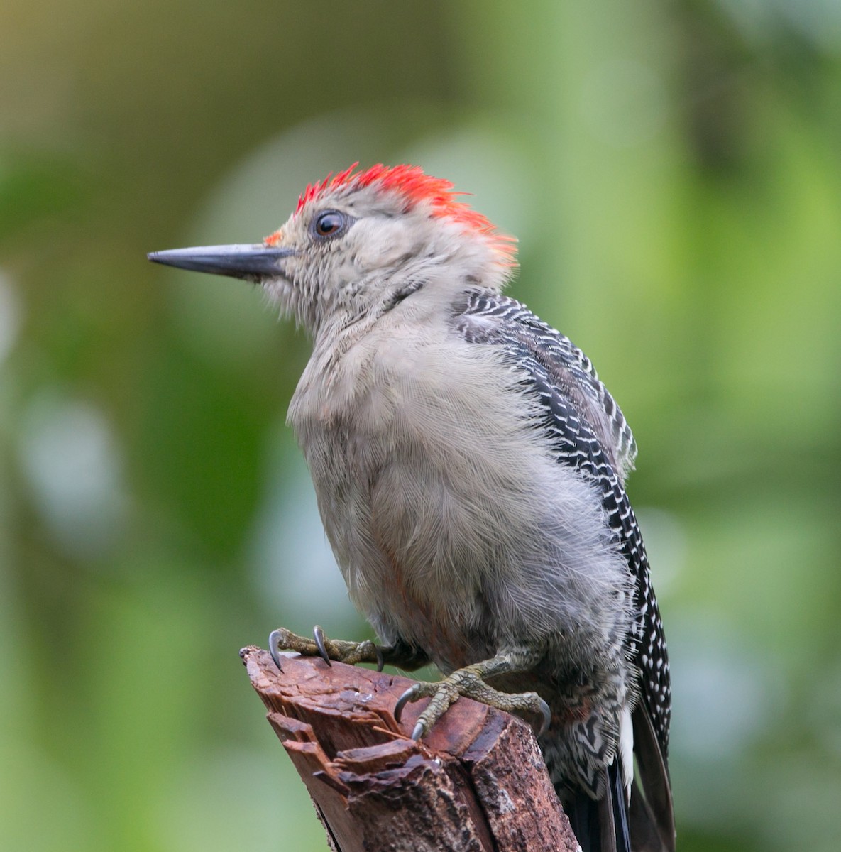 Golden-fronted Woodpecker - Isaias Morataya