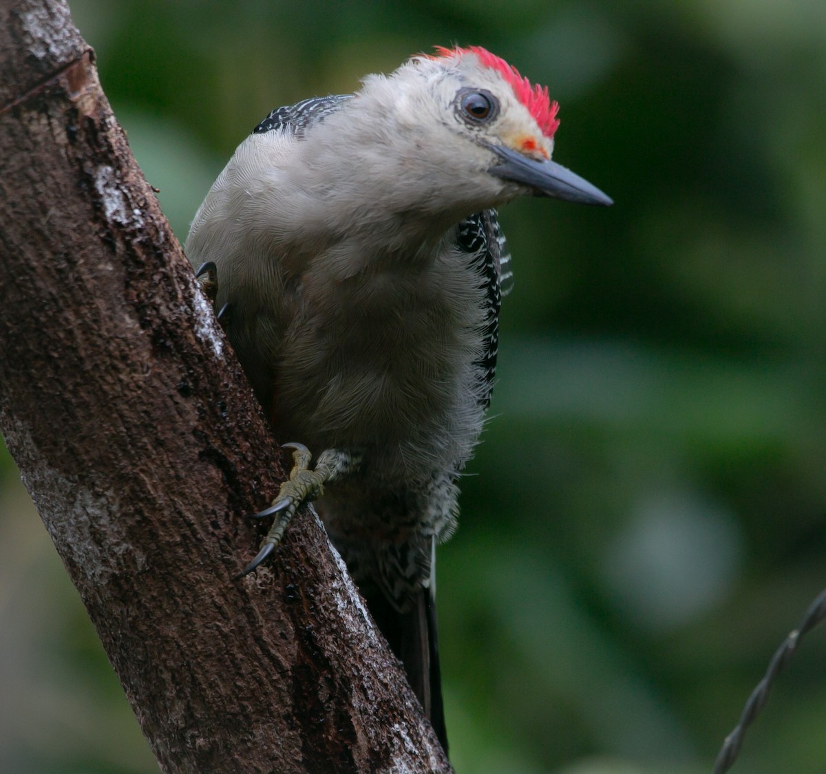 Golden-fronted Woodpecker - Isaias Morataya