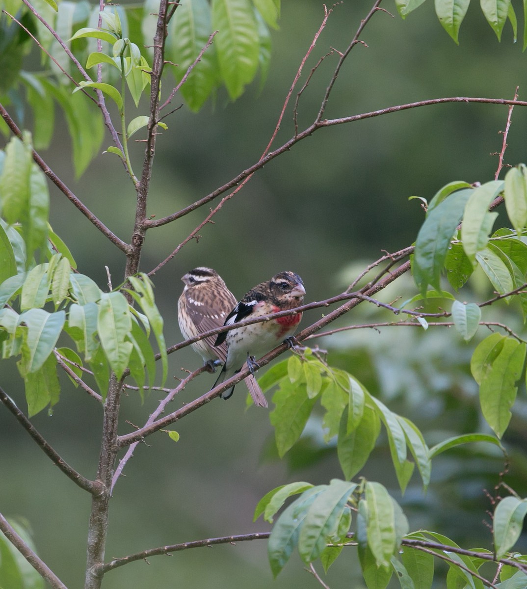 Rose-breasted Grosbeak - ML185626431