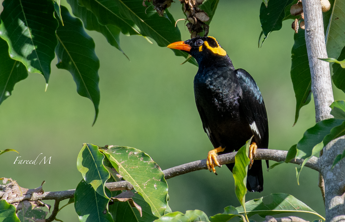 Southern Hill Myna - ML185626511