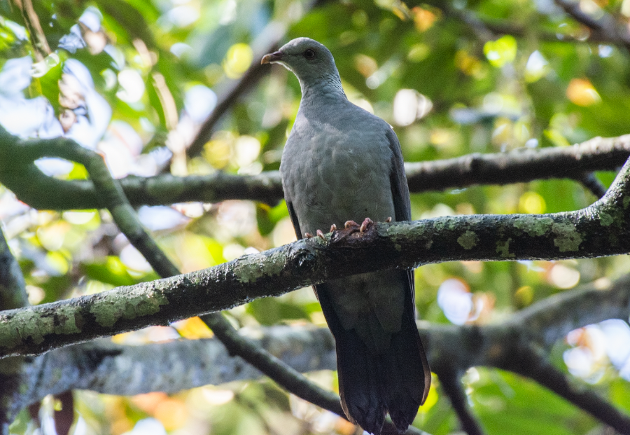 Nilgiri Wood-Pigeon - ML185627821