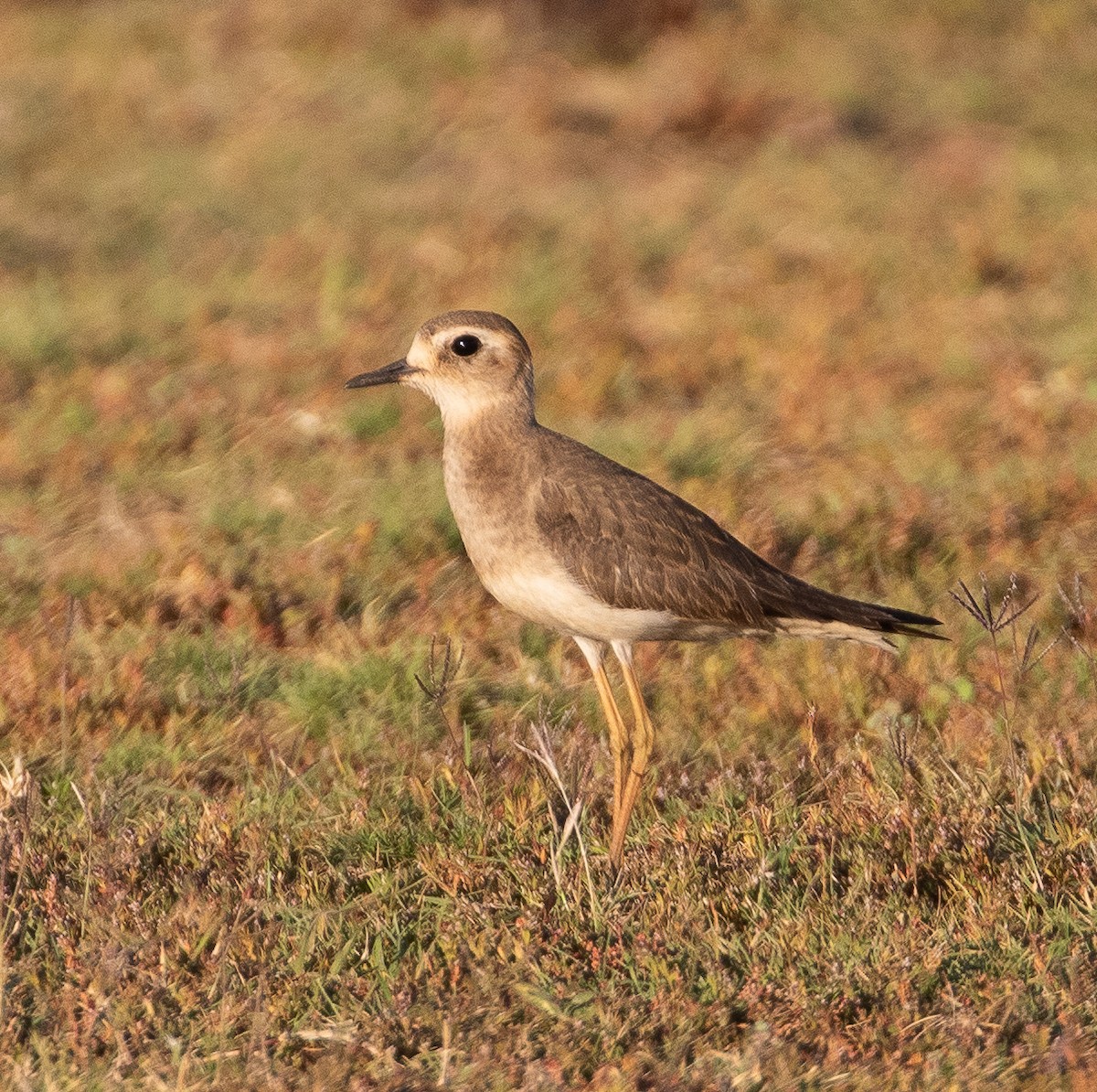 Oriental Plover - ML185627961