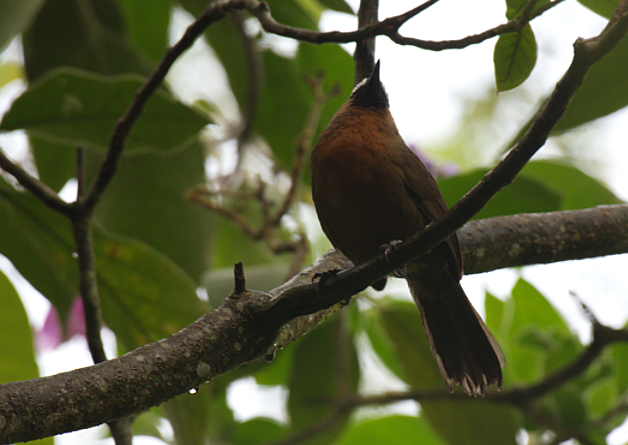 Nilgiri Laughingthrush - ML185628341