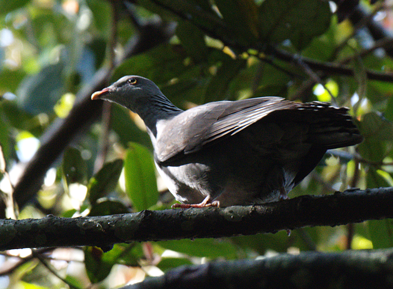 Nilgiri Wood-Pigeon - ML185628631