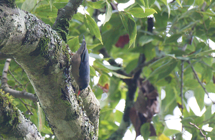 Velvet-fronted Nuthatch - ML185629001