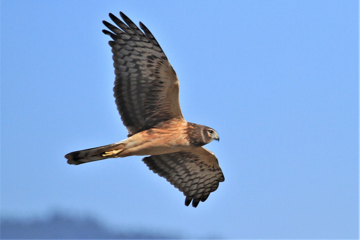 Northern Harrier - Kent Forward