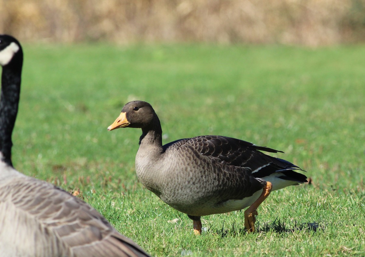 Greater White-fronted Goose (Greenland) - Lily Morello