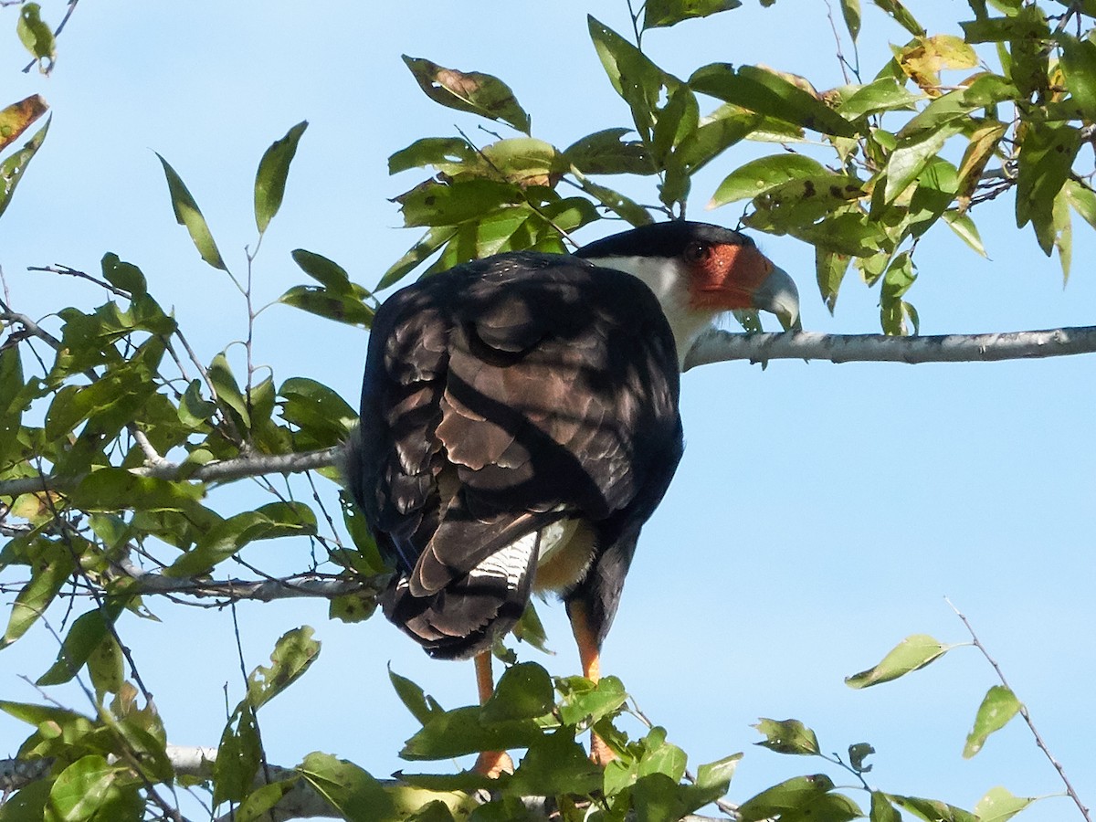 Crested Caracara (Northern) - ML185631571