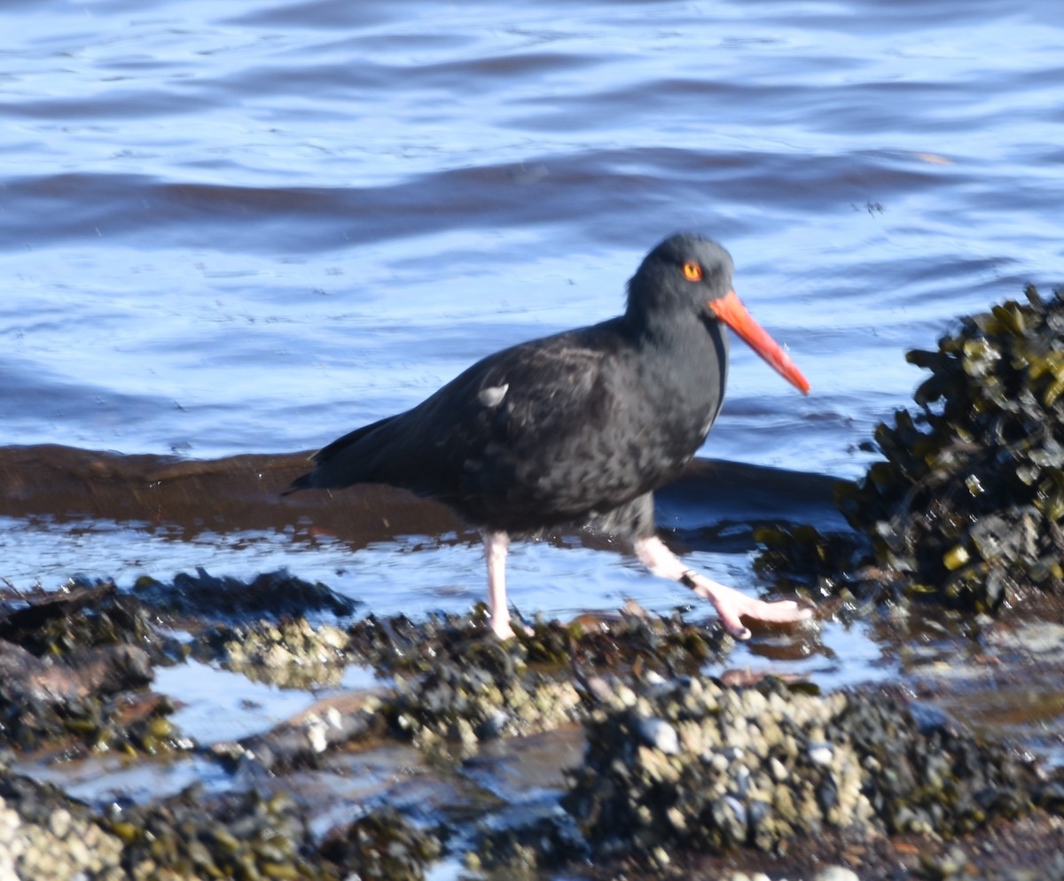 Black Oystercatcher - ML185632091