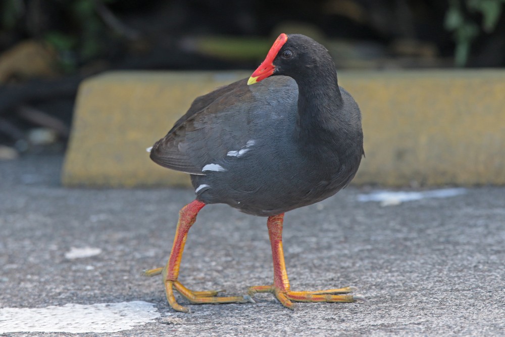 Common Gallinule (Hawaiian) - ML185632471