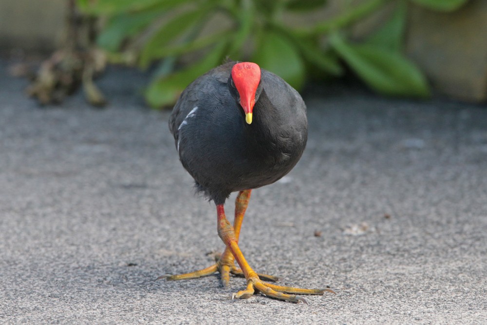 Common Gallinule (Hawaiian) - ML185632481