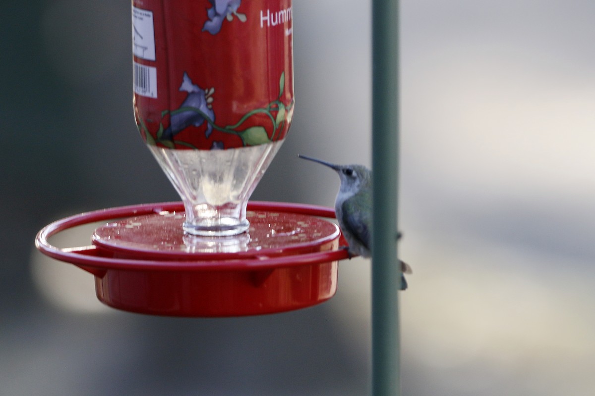 Anna's Hummingbird - ML185632561