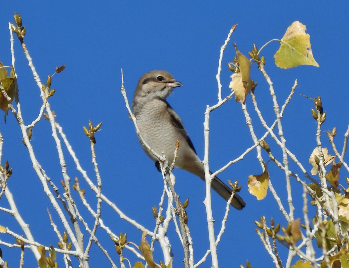 borealvarsler - ML185633591