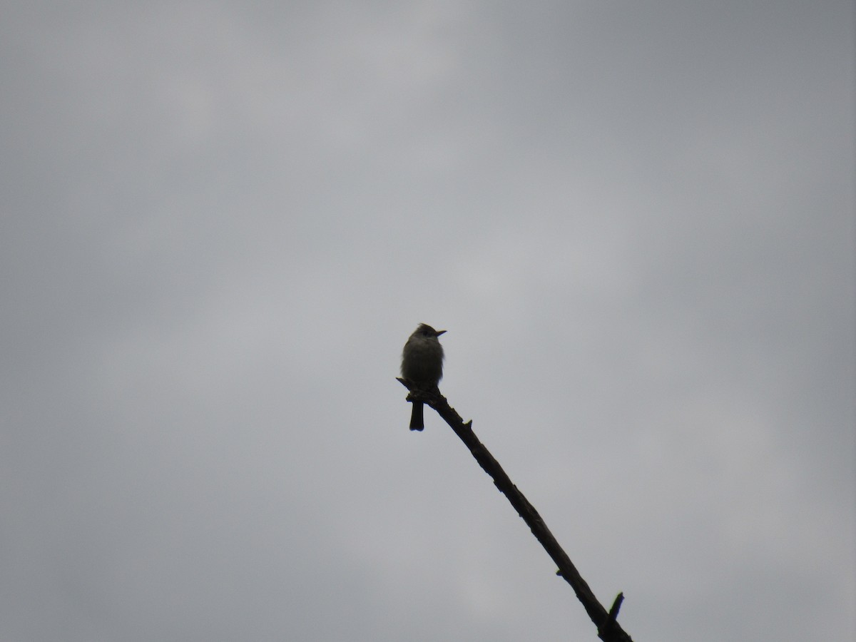 Greater Pewee - Hector Tadeo Torres Luna