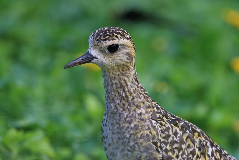 Chorlito Dorado Siberiano - ML185636131