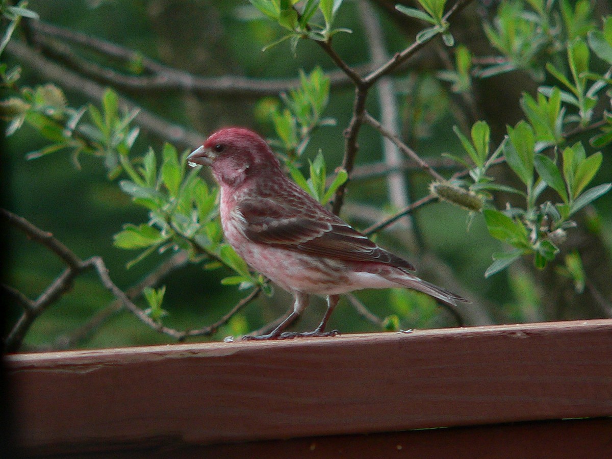 Purple Finch - ML185637111