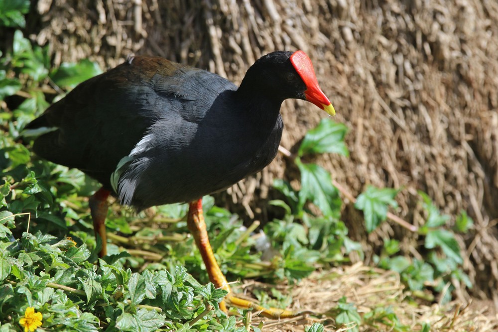 Common Gallinule (Hawaiian) - ML185637191