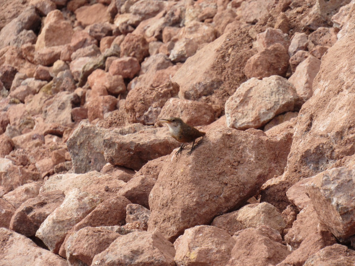 Canyon Wren - ML185638001