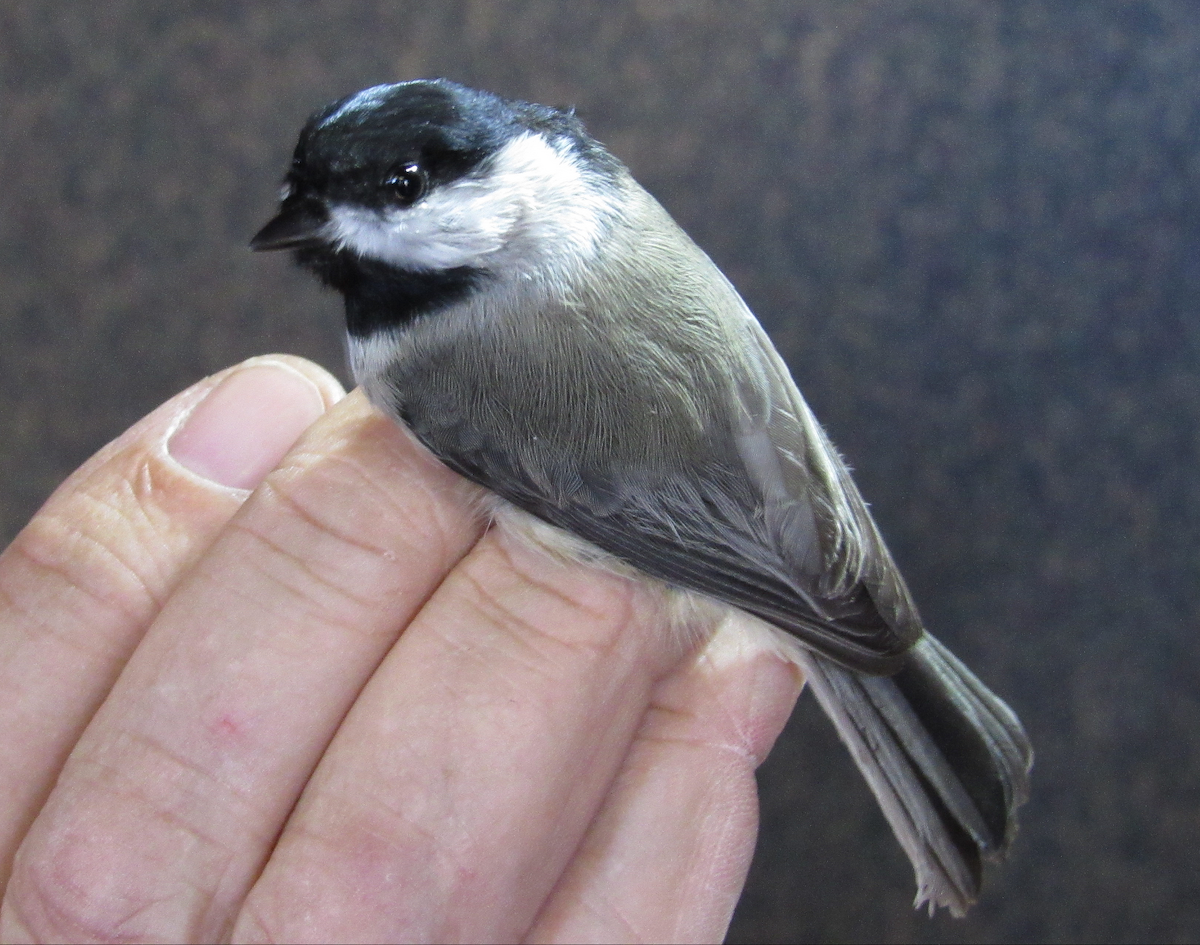 Carolina Chickadee - ML185638341