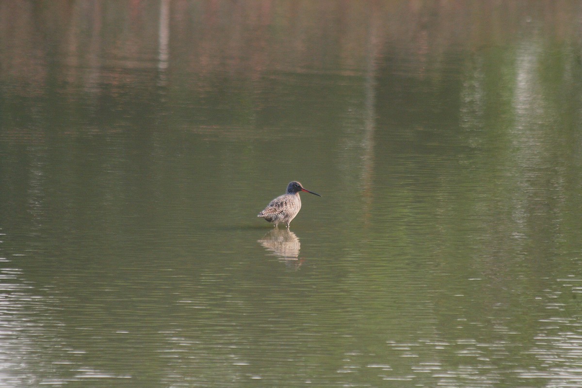 Spotted Redshank - ML185639081