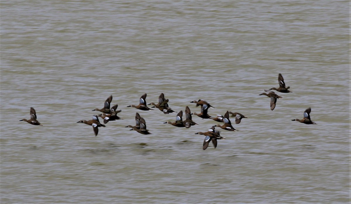 Red Shoveler - ML185640661