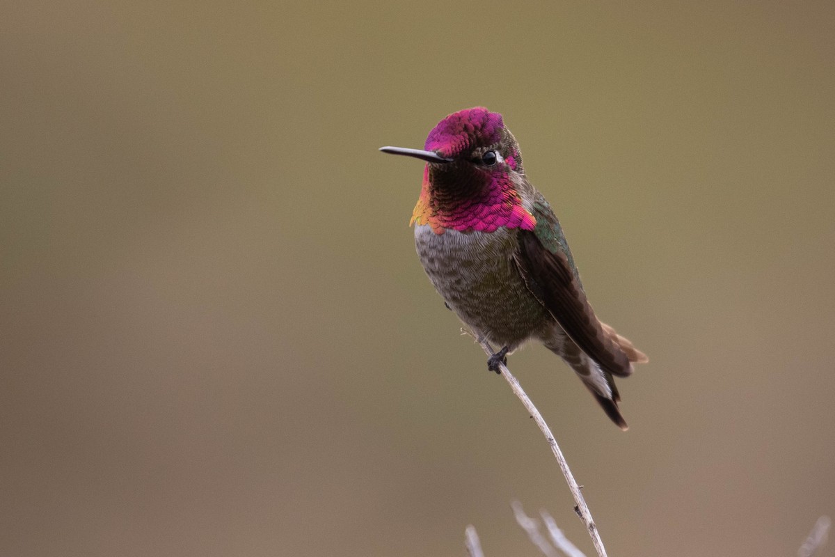 Anna's Hummingbird - ML185641791