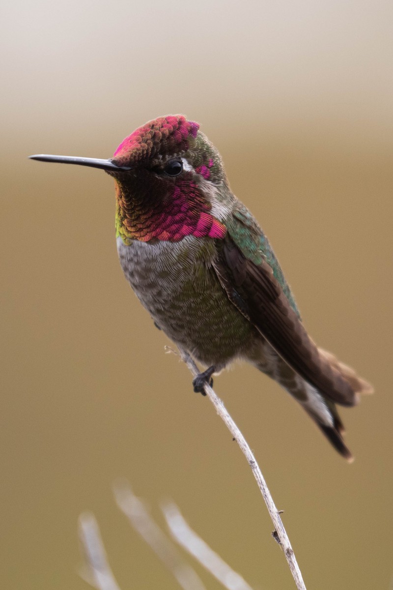 Anna's Hummingbird - ML185641811
