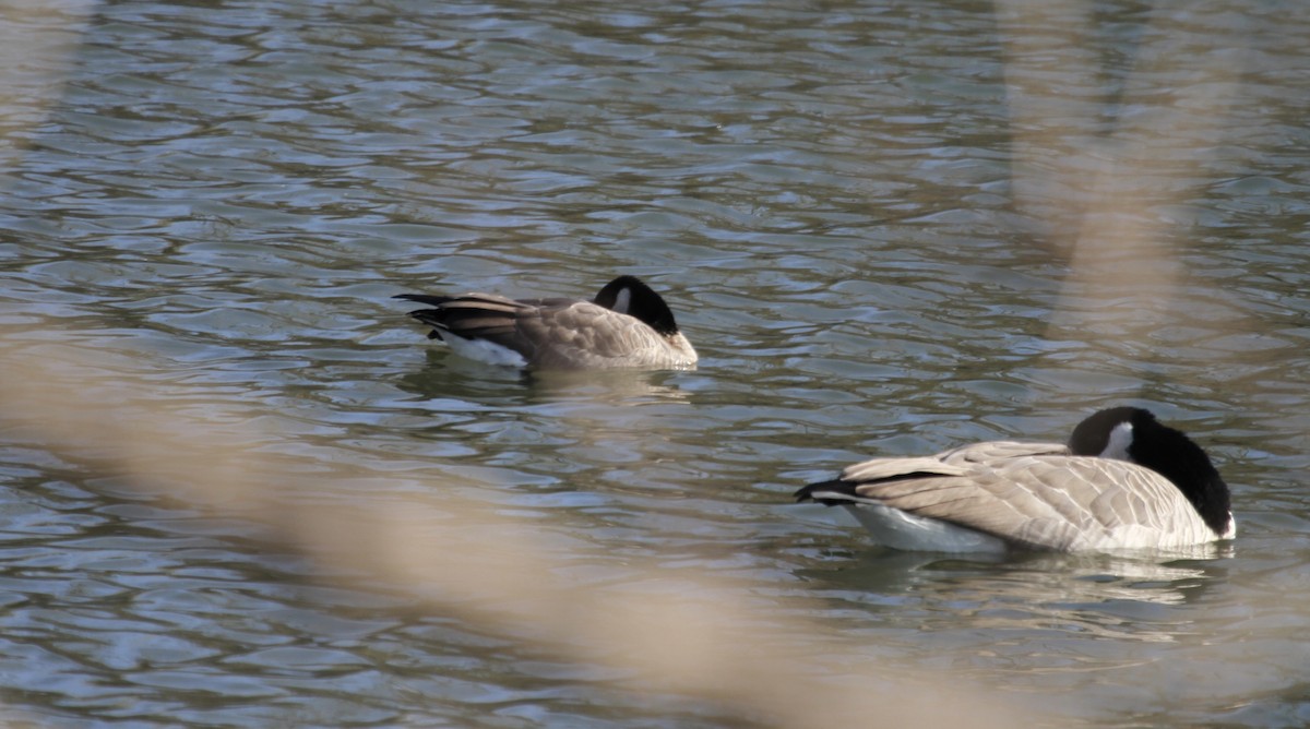 Cackling Goose (Richardson's) - ML185642471