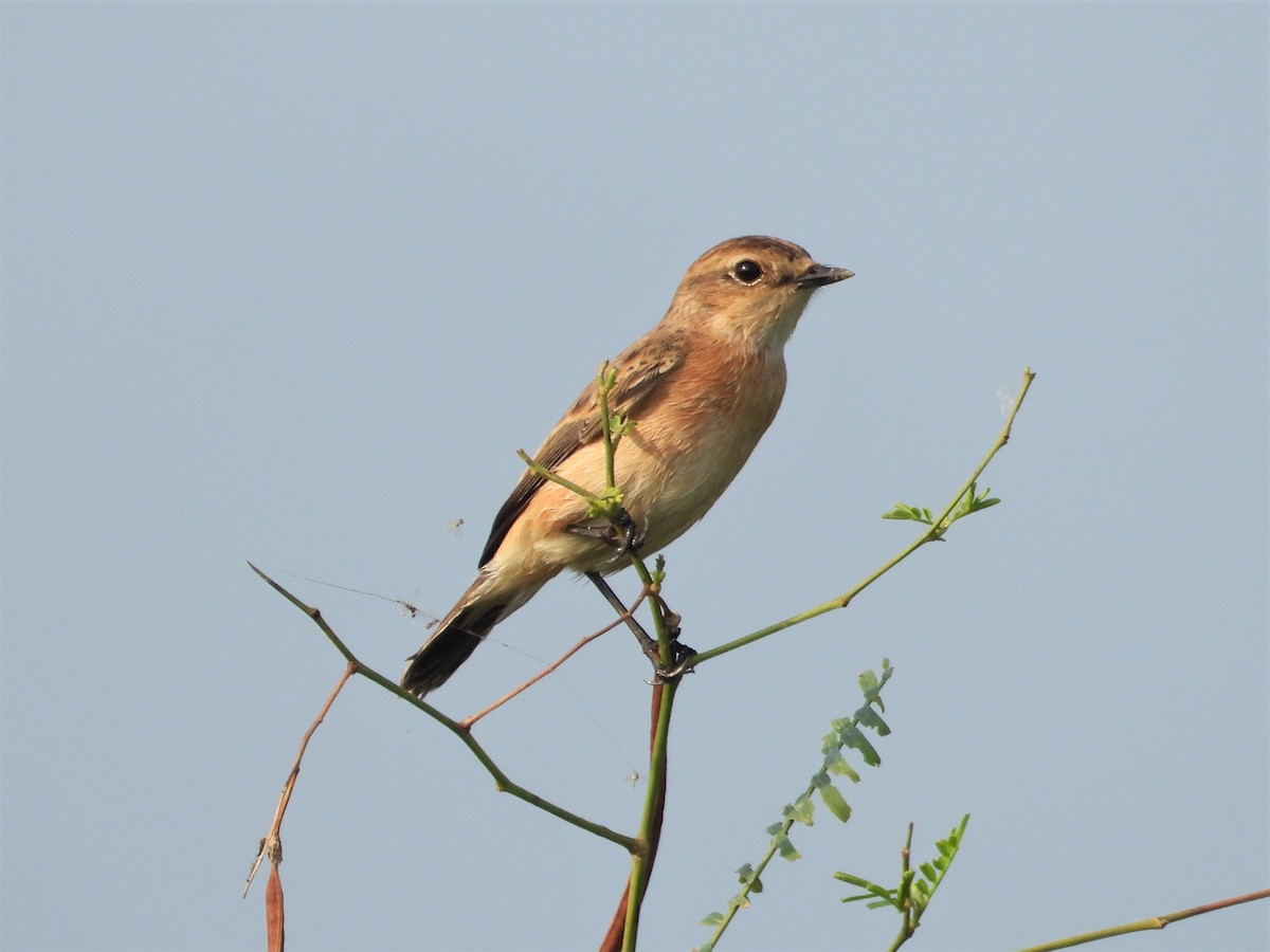 Amur Stonechat - ML185643551